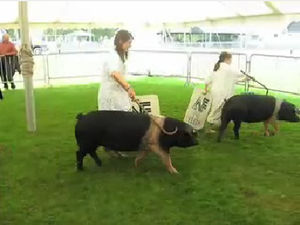 Supporting image for story: Happy like Pigs in Clover