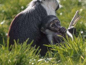 Supporting image for story: Endangered monkey gives birth after pioneering operation to save foot