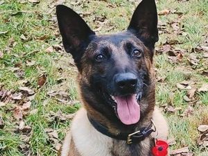 Supporting image for story: Police dog credited with saving three lives retires from the force 