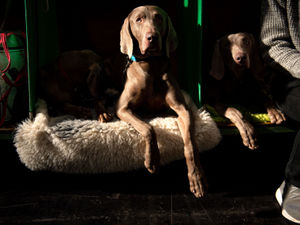 Supporting image for story: Crufts 2020: Highlights from day two at the Birmingham NEC event - with pictures and videos