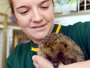 Supporting image for story: Wildlife rescue centre owner in 930-mile cycle challenge