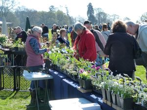 Supporting image for story: Autumn Plant Fair at Weston Park this Sunday