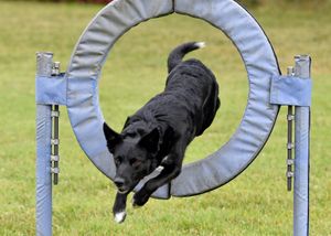 Sushi jumping through a hoop