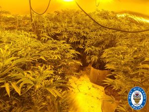 Supporting image for story: Six men arrested and 150 cannabis plants seized in police raid on Brierley Hill drugs grow