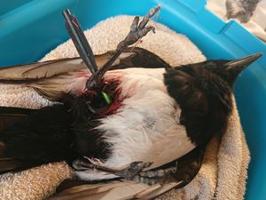 Supporting image for story: Magpie dies 'in agony' after being shot by a crossbow in Wolverhampton