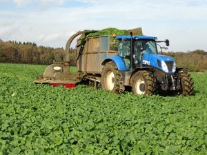 Supporting image for story: Brassica crop keeps on growing and feeding dairy cows