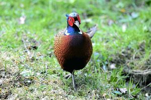 Supporting image for story: Crazy tale of Phil the unpleasant pheasant