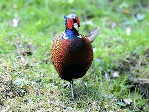 Supporting image for story: Crazy tale of Phil the unpleasant pheasant