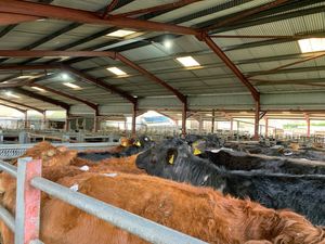 Supporting image for story: Total clearance of 150 quality store cattle at Bishop's Castle Auction