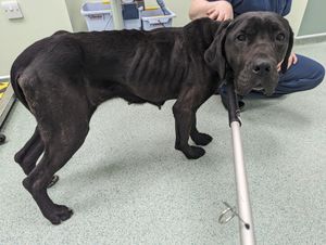 Tokyo was saved by the RSPCA