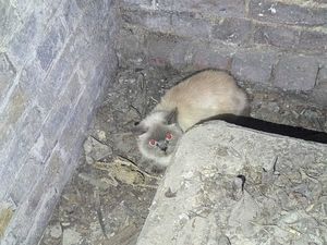 Supporting image for story: Cat trapped in St Paul’s Cathedral basement rescued by RSPCA