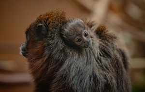 Zookeepers spotted the baby clinging to the back of its parents during their early morning checks. Pic: Chester Zoo