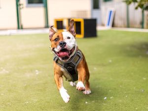 Supporting image for story: Dogs Trust Shrewsbury urging dog owners to update microchip details