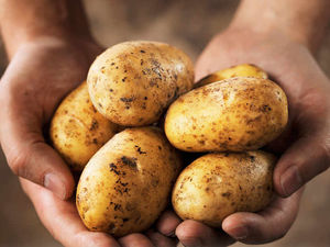 Supporting image for story: Spotlight on science behind growing spuds