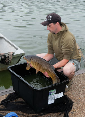 Angler Rhys Davies rescuing a carp from the lake affected by blue green algae. Image by Andy Compton