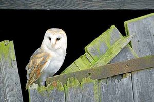 Supporting image for story: Barn owl numbers take off again in Shropshire