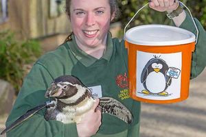Supporting image for story: Dudley Zoo raising awareness of endangered penguin species