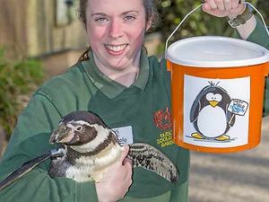 Supporting image for story: Dudley Zoo raising awareness of endangered penguin species