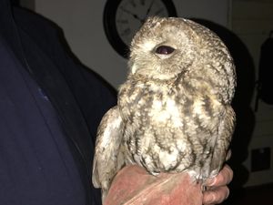 Supporting image for story: Tawny owl rescued after becoming trapped in wood burner
