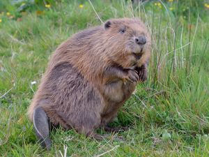 Supporting image for story: Beaver fever in Shrewsbury edges closer as work gets started on enclosure the size of 16 football pitches