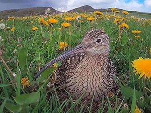 Supporting image for story: Curlew cam returns
