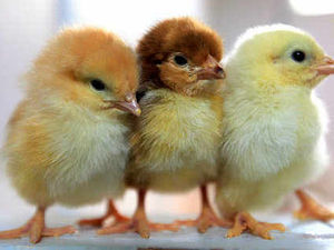 Supporting image for story: Onibury's Wernlas Collection to be sold off