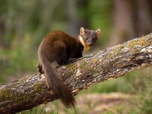 Supporting image for story: Pine martens released in scheme to restore lost native species to Exmoor