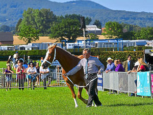Supporting image for story: Thousands brave the heat for Minsterley Show