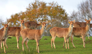 West Midland Safari Park