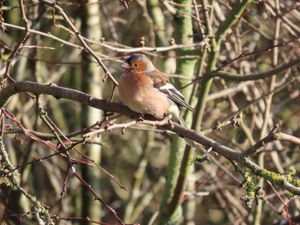 A chaffinch