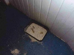 Supporting image for story: Telford Indian takeaway where cat roamed premises fined £2,800 over hygiene offences