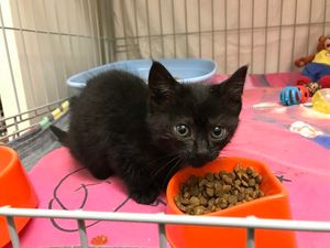 Supporting image for story: Lost and trapped kitten rescued from car engine