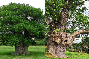 Supporting image for story: Tree-mendous - Two Mid Wales oaks make Tree of the Year shortlist