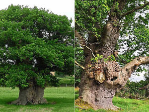 Supporting image for story: Tree-mendous - Two Mid Wales oaks make Tree of the Year shortlist