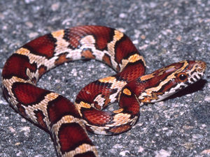 Supporting image for story: Park closed as police find snake in Telford
