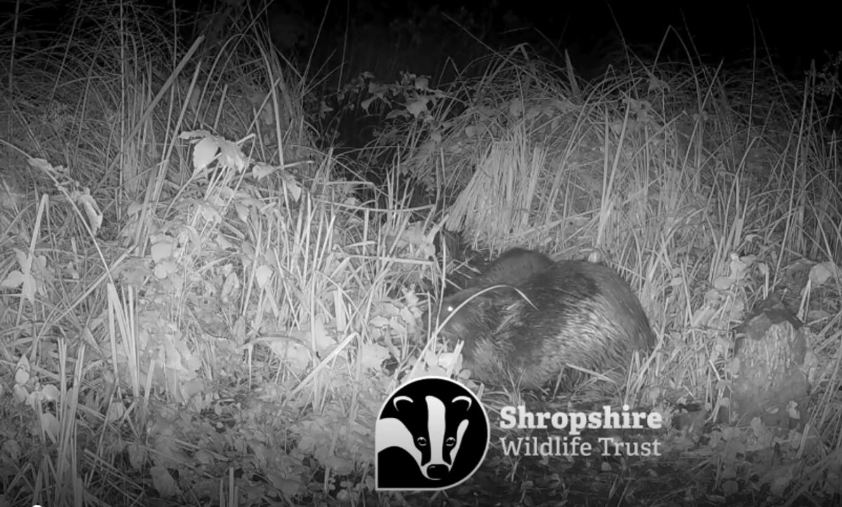 How Severn Trent helped reintroduce beavers to Shropshire for first time in 400 years