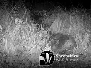 Supporting image for story: How Severn Trent helped reintroduce beavers to Shropshire for first time in 400 years