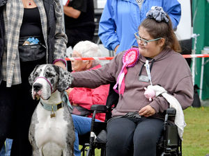 Supporting image for story: Watch: Dog-tastic day out at Himley Hall as charity puts on a show with a message behind it