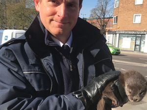 Supporting image for story: RSPCA dealing with emergencies only during coronavirus outbreak