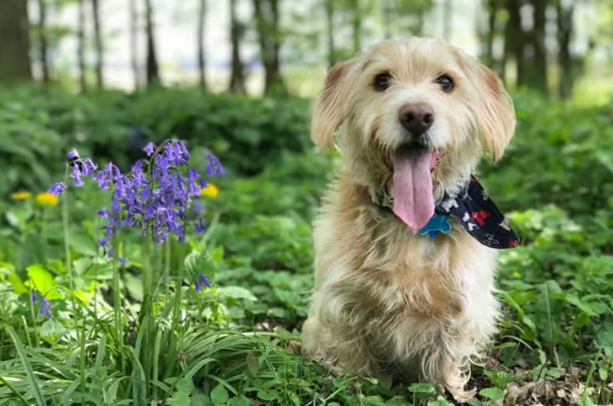 Going on holiday with your dog? Our nine-point checklist