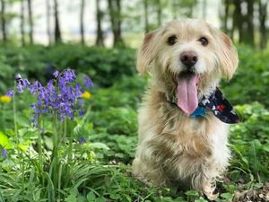 Supporting image for story: Going on holiday with your dog? Our nine-point checklist