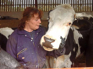 Supporting image for story: Shropshire farmer's sadness as Mammoth, the face of dairy campaign, dies