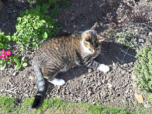 Supporting image for story: Shropshire family's shock as pet cat shot dead