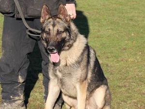 Supporting image for story: Liverpool man charged after Staffordshire Police dog stabbed in head