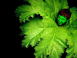 Supporting image for story: A Midsummer Night's Dream coming to Shrewsbury