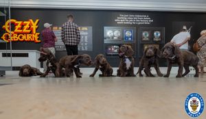 Meet the newest police pups: Ozzy, Toni, Sabbath, Billie, Wizard, Geezer… and Sharon.