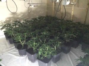 Cannabis plants seized by police at Shenstone Industrial Estate, Halesowen.
