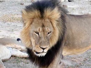 Supporting image for story: Poll: Should legally hunted animal 'trophies' be banned in the UK?