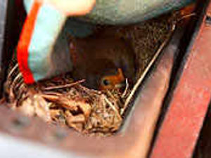 Supporting image for story: Nursery is simply the nest