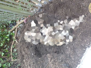 Supporting image for story: Dead dog found buried in shallow grave at Black Country park